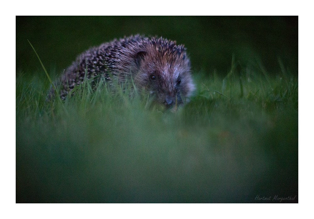 Igel