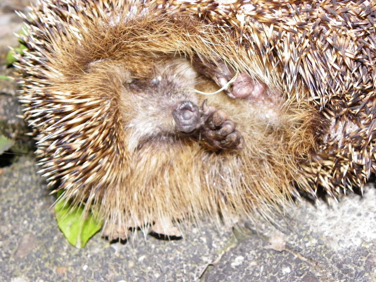 Igel