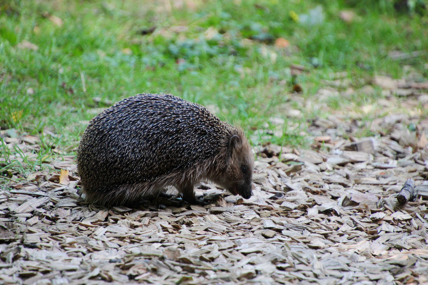 Igel