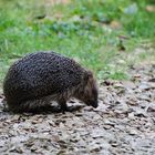 Igel