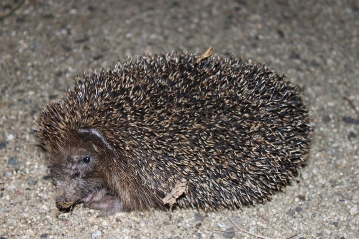 Igel