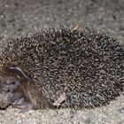 Igel