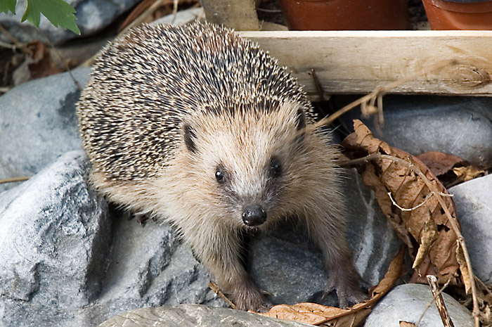 Igel Foto & Bild | archiv, archiv 2007-2008, wunderwelten Bilder auf