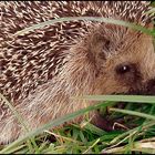 igel