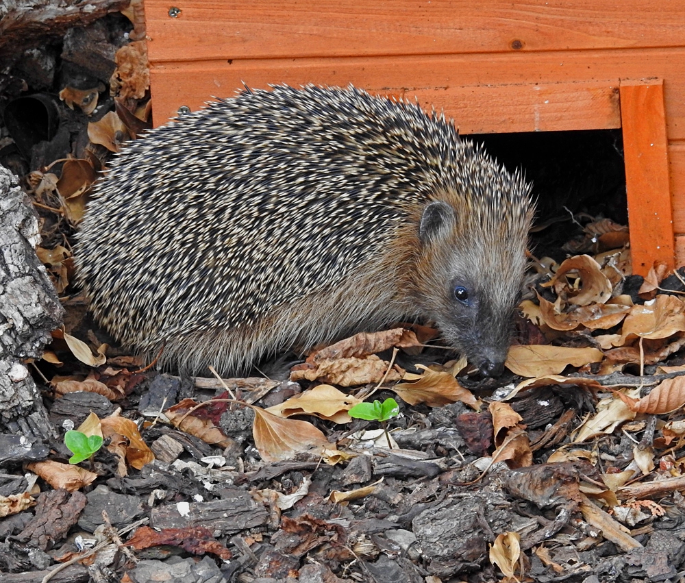 Igel