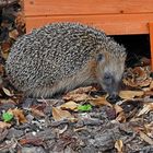 Igel