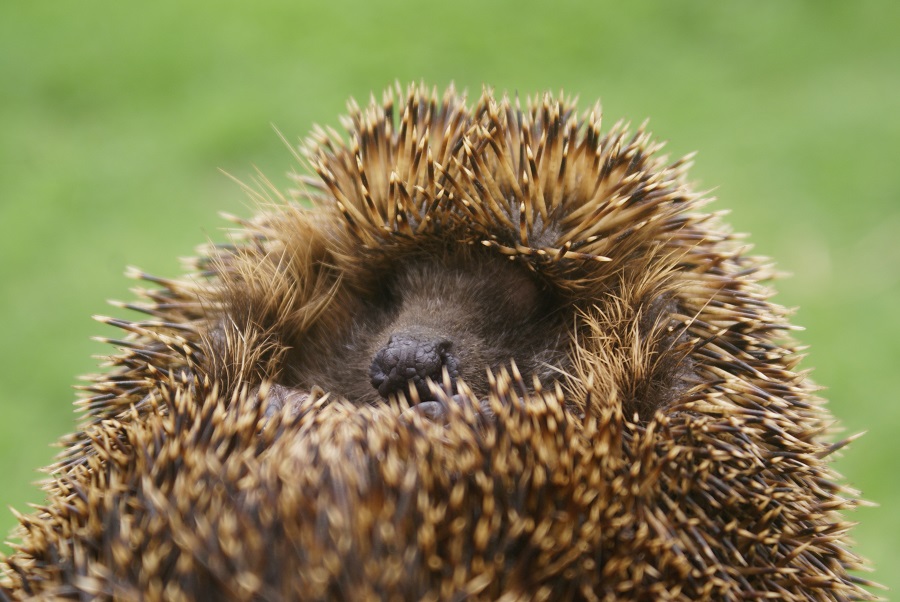 Igel