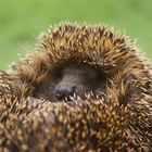 Igel