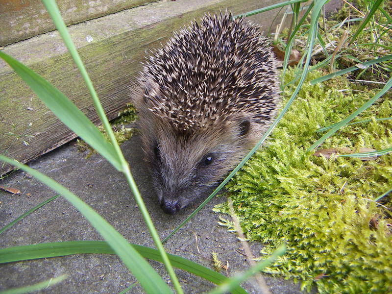 Igel