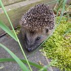 Igel