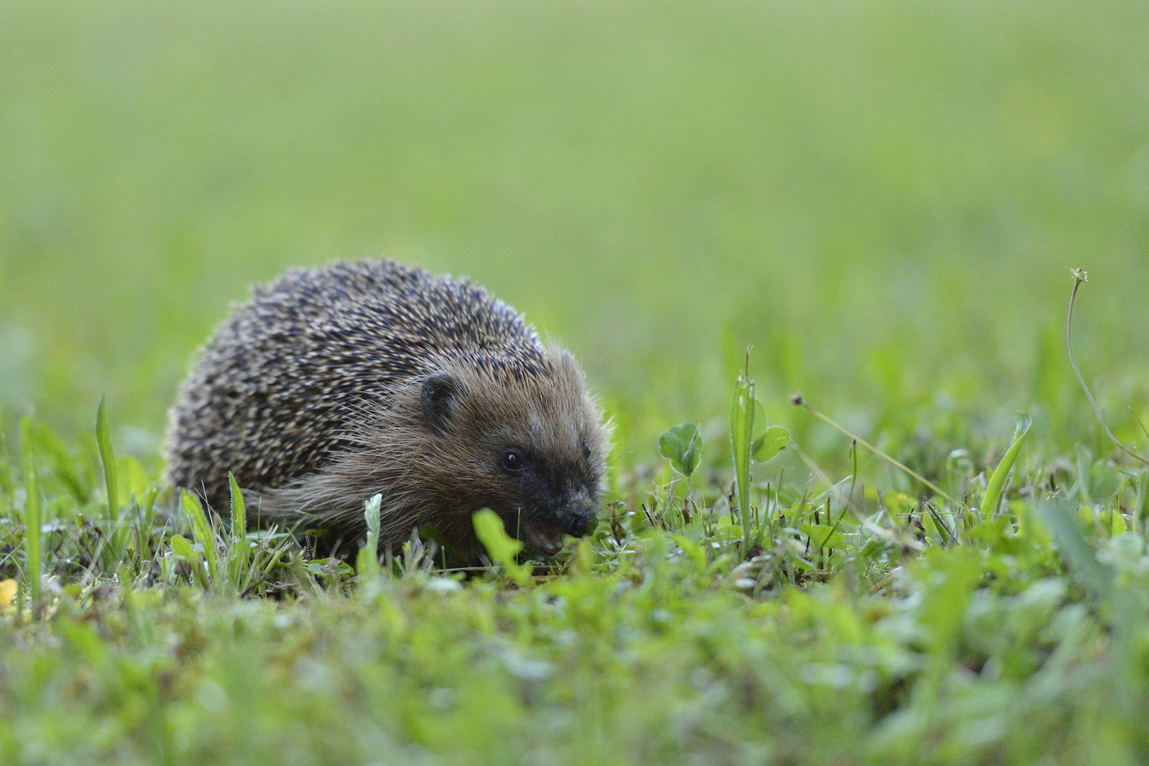 Igel