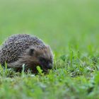 Igel