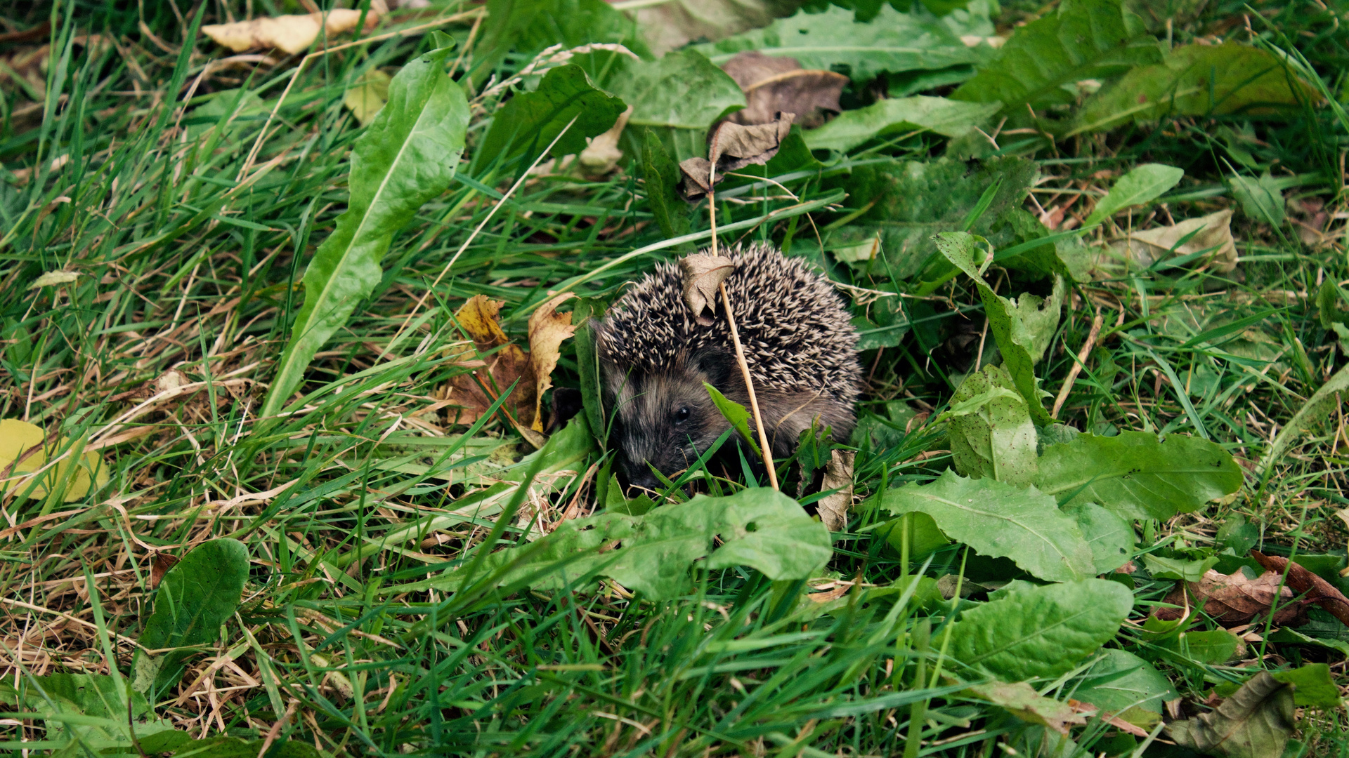 Igel