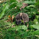 Igel