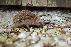 Igel