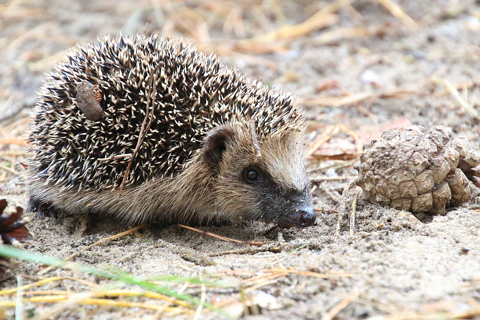 Igel