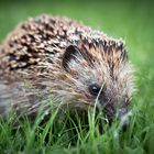 Igel