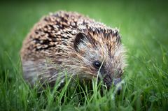 Igel