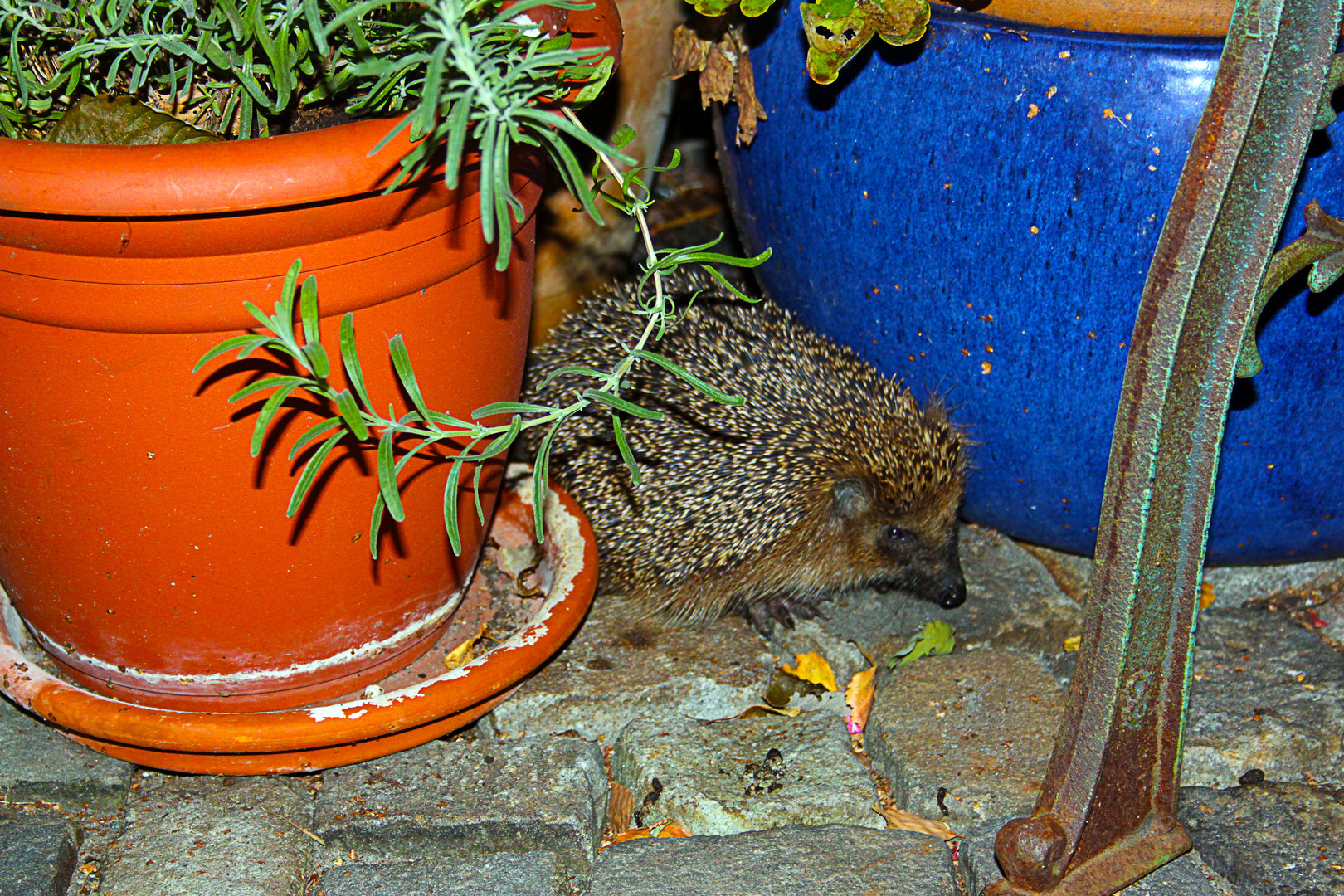 Igel