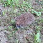 Igel