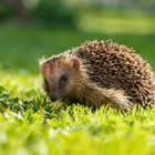 Igel