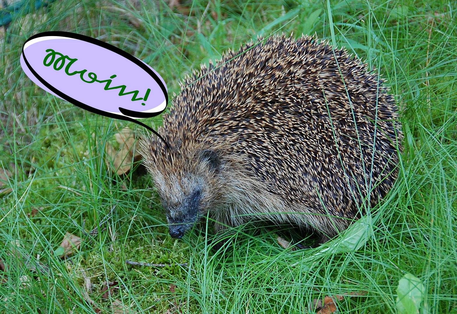 Igel