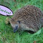 Igel