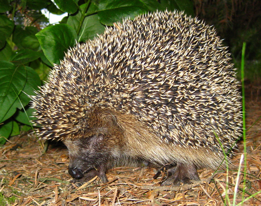 Igel