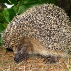 Igel