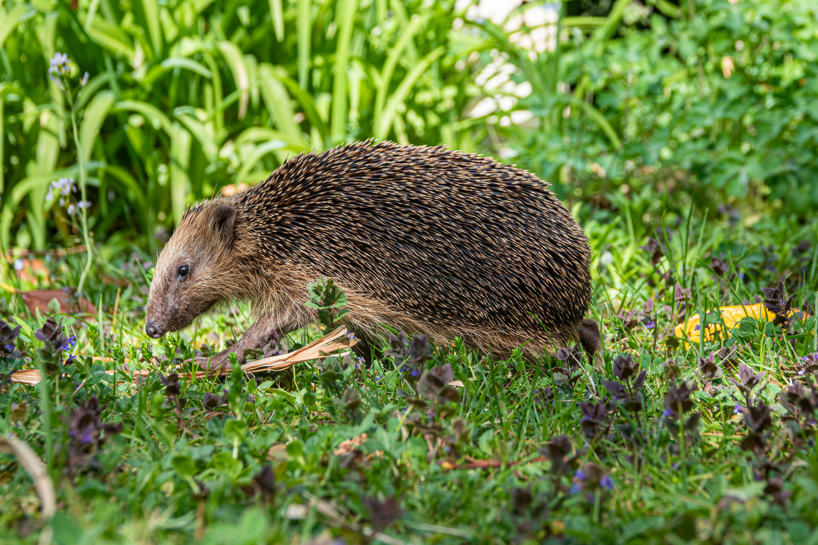 Igel