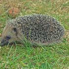 IGEL