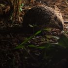 Igel