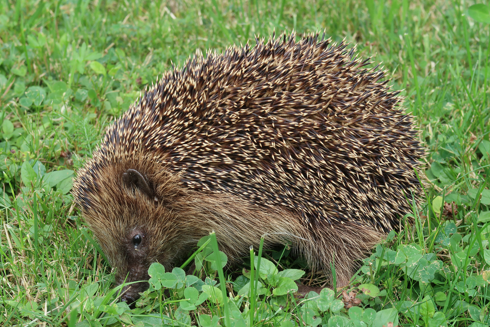 Igel