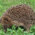 Igel