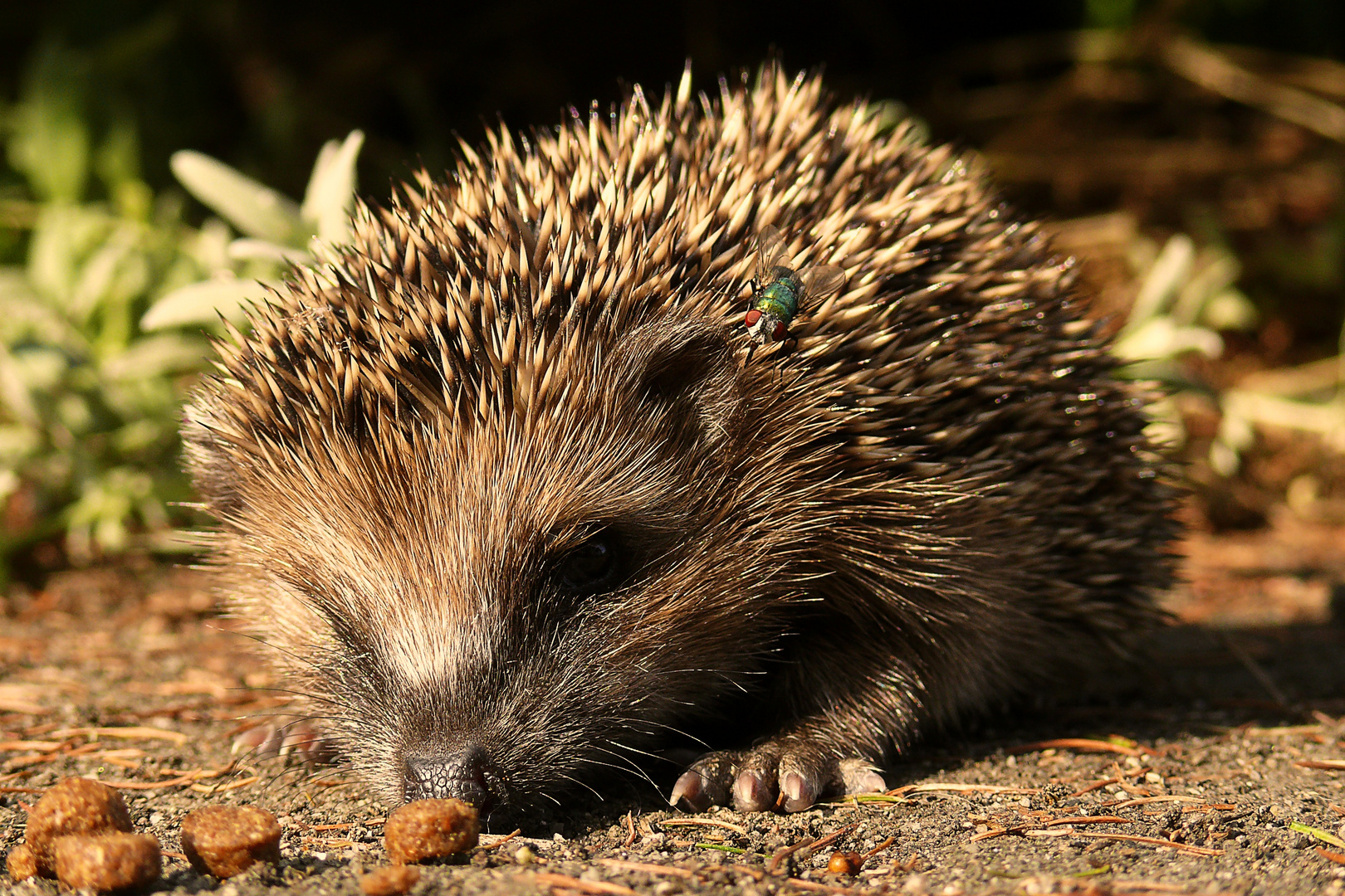 Igel