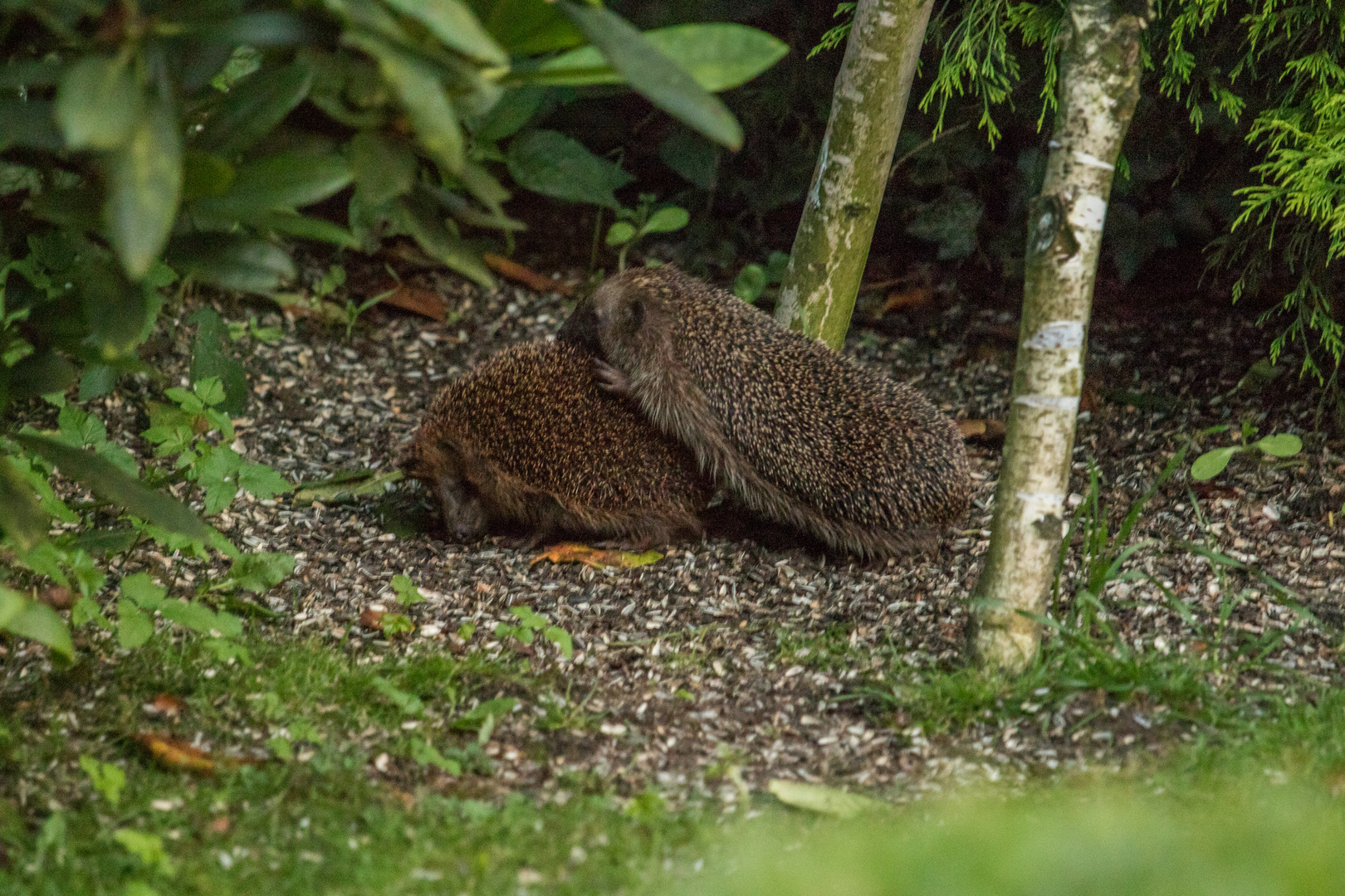 Igel