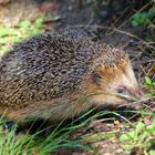 Igel