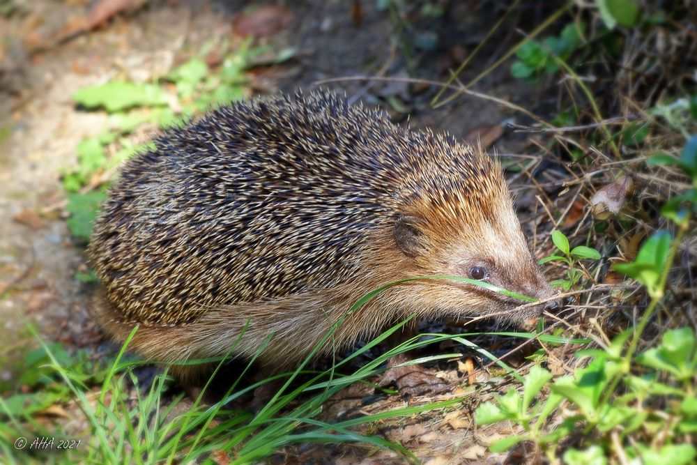 Igel