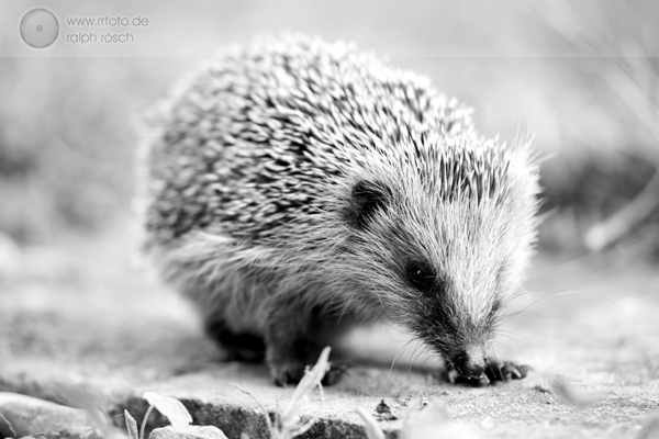 IGel