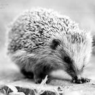 IGel