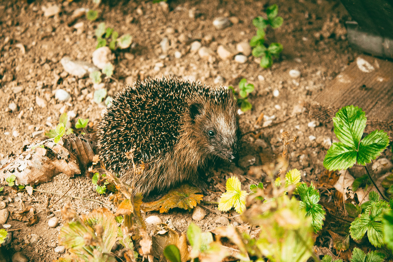 Igel