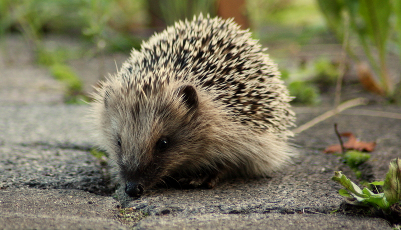 Igel