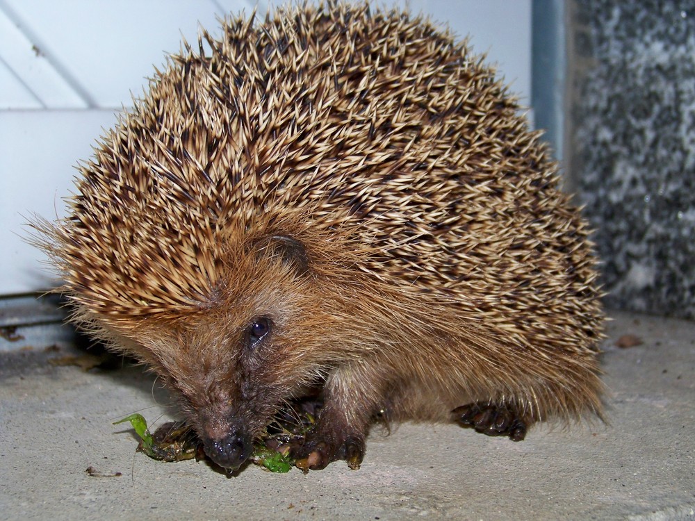 Igel