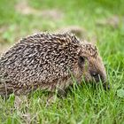 Igel