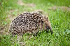 Igel