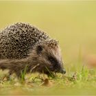 Igel