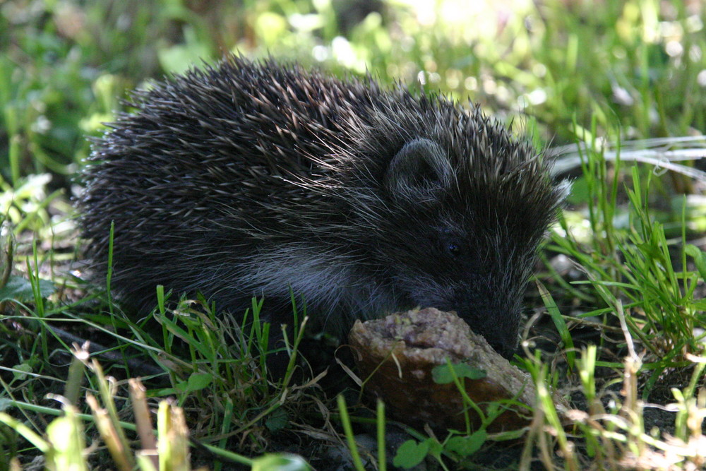 Igel