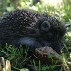 Igel