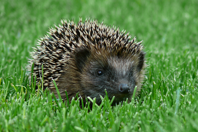 Igel