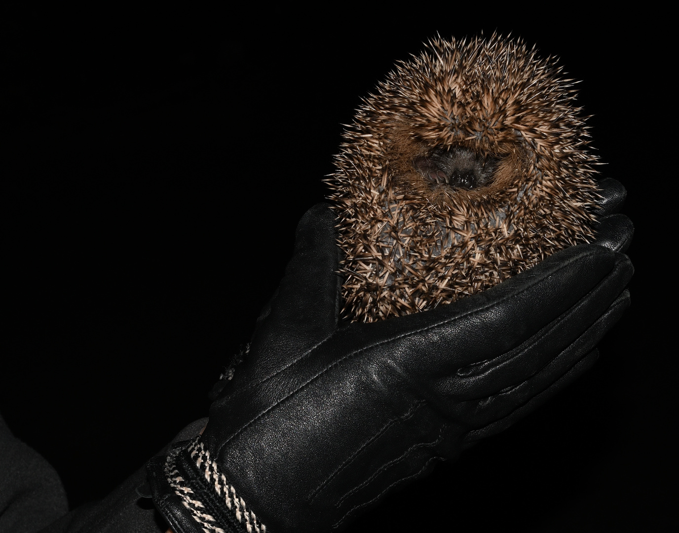 Igel